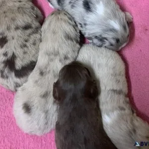 ASDR Small Mini Australian Shepherds