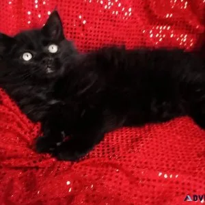 Gorgeous  Mine  Coon  Kitten REDUCED
