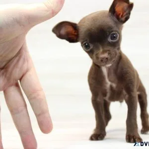 Tiny Chihuahua Puppy