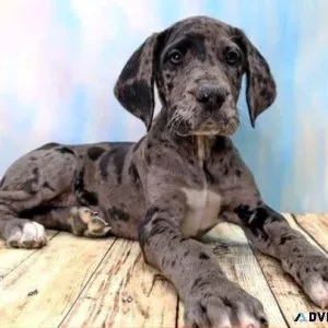 Lovely Great Dane Puppies