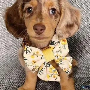 Adorable Mini Dachshund Pups