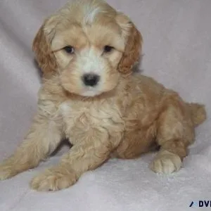 Gorgeous Cockapoo puppies a
