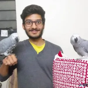 Very Friendly and Cuddly Congo African Parrots Available
