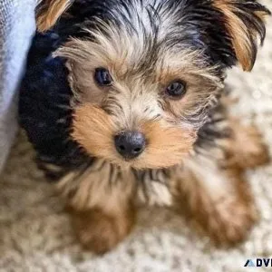 Yorkshire Terrier