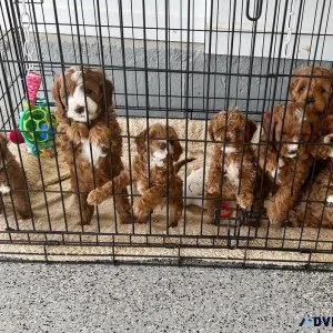 Irresistible Cavapoo Puppies Looking for Loving Homes