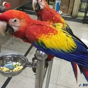 Fertile Pair of Scarlet Macaws for Sale