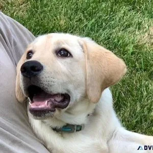 Labrador Retrievers