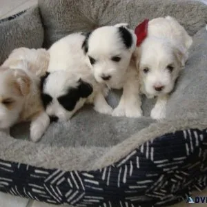 MaltipooMalshi mix puppies