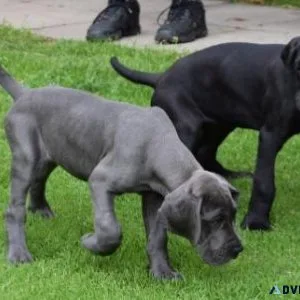 Healthy Great Dane Puppies