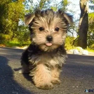 Miniature yorkie needing rehomed