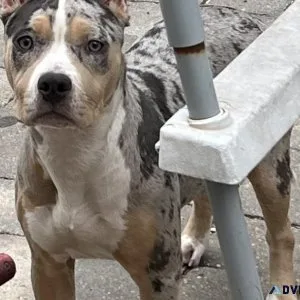 American Bully