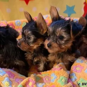 Sweet Gorgeous mini  Yorkie Puppies