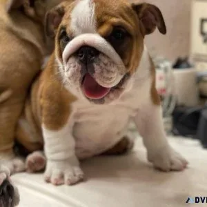 Champion Sired English Bulldog Pups