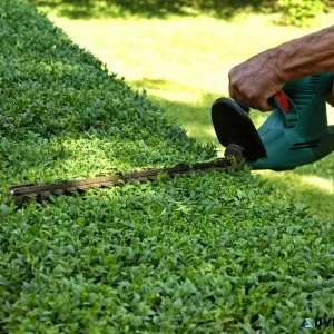 Hedge and Shrub Trimming Services in Toronto