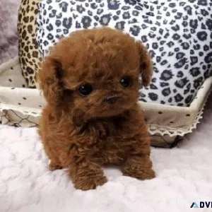 poodles4homes