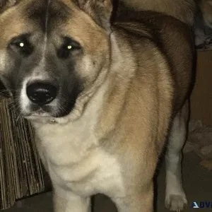 Akita