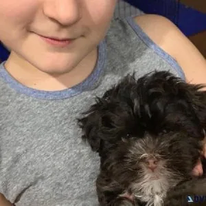 Havanese CKC registered purebred puppy