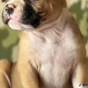 American Bulldog Puppies For Sale