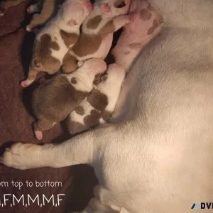 English Bulldog Puppies Akc