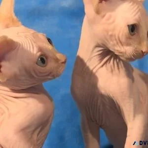 Sphynx Kittens