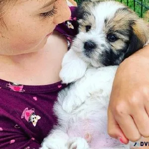CKC Havanese puppies