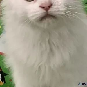 Maine Coon Polydactyl