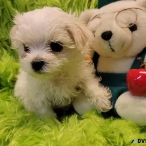 Morkie male Banjo