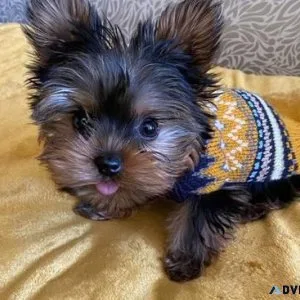 yorkie puppies for sale in denver colorado