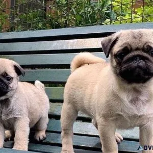 Fully Tested Pug Puppies For Sale