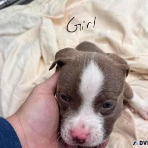 Just send a DM directly and tell me what breed you wanna buy