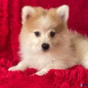 Pomeranian Puppies