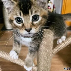 Australian Mists kittens available looking for a home
