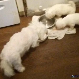 Maltese puppies rehoming fee