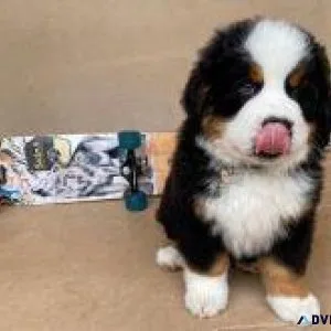 Cute Bernese Mountain Dog Puppies