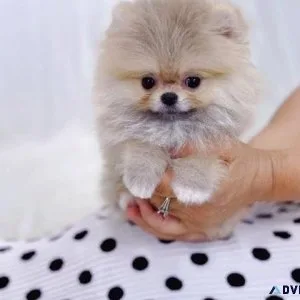 Stunning Teacup Pomeranian puppies