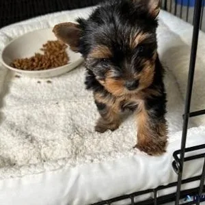 bdhgt Yorkie puppies