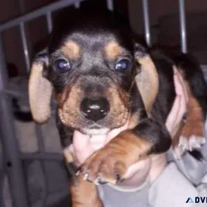 Dachshund puppies