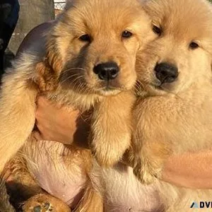 Trained Golden Retriever Pups