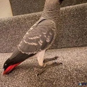 Hand reared African Grey Parrots