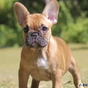 Female French bulldog for sale 2000 Female French bulldog for sale 2000