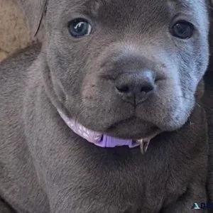 blue Staffordshire bull terriers