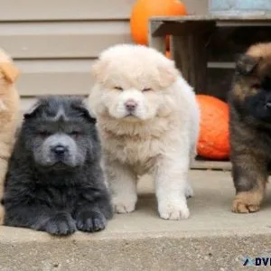 Gorgeous Chow Chow Pups