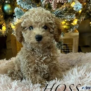 Purebred poodle puppies