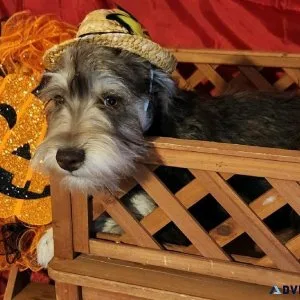 Min.Schnauzers Puppies