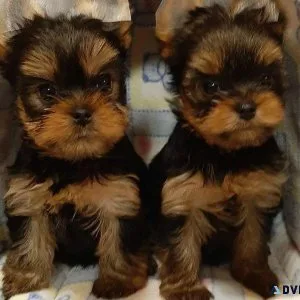 Puppies available for adoption.