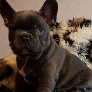 Adorable French Bulldog Puppies