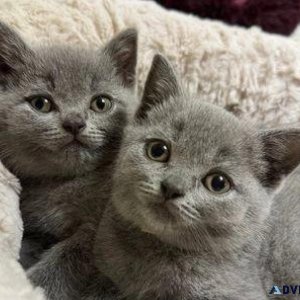 GCCF Champion Line Blue British Shorthair