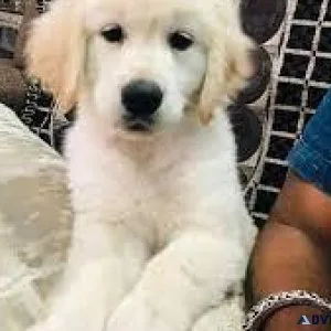 Golden Retriever Puppies 