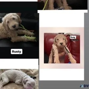 4 Goldendoodle puppies Call (347)819-8201