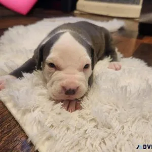 Blue Nose pit puppies